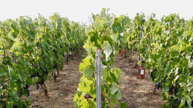 La Ferme De Maryse Βίλα Les Mesneux Εξωτερικό φωτογραφία